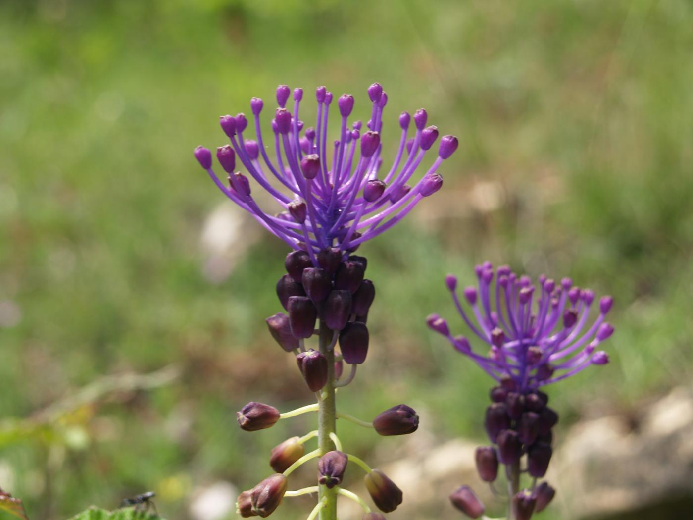 Tassel Hyacinth flower